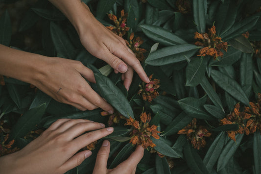 What’s Inside Sea Haven: A Look at Our Key Ingredients